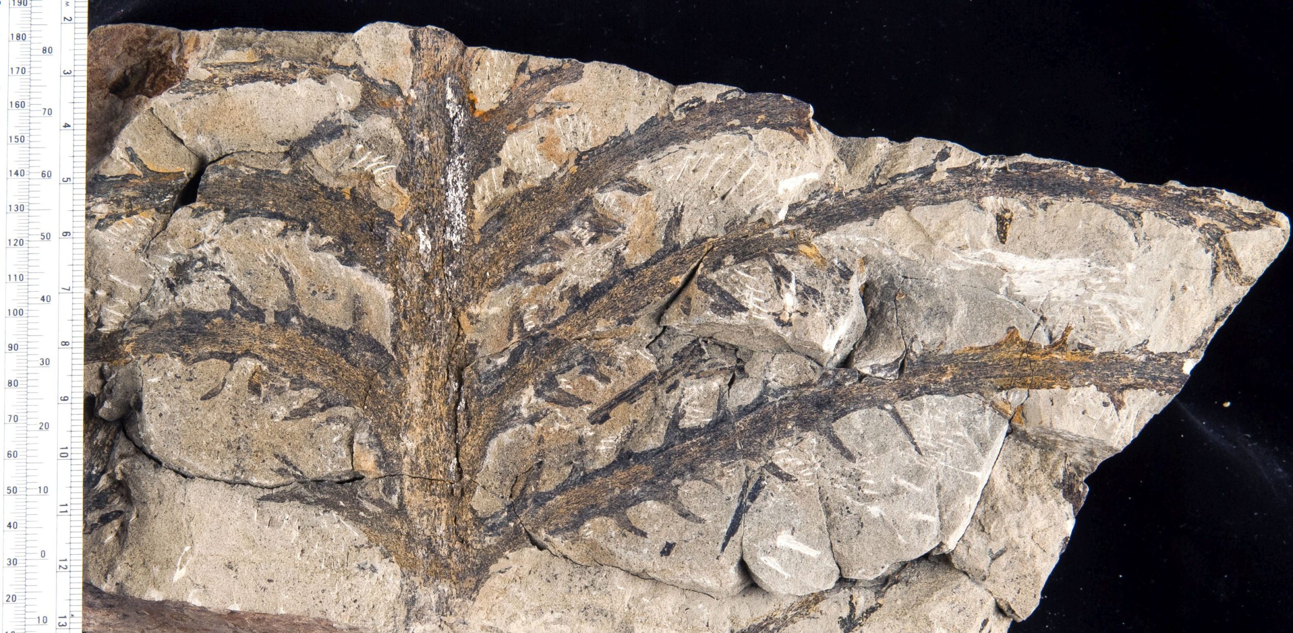 Internationally significant fossil plant collection to be returned to New  Brunswick - NBM-MNB